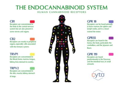 The Endocannabinoid System