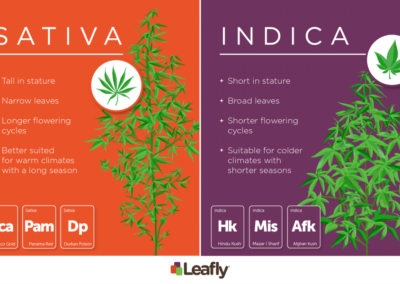 Indica VS Sativa 101: Effects, Differences, Definitions, Charts & More!