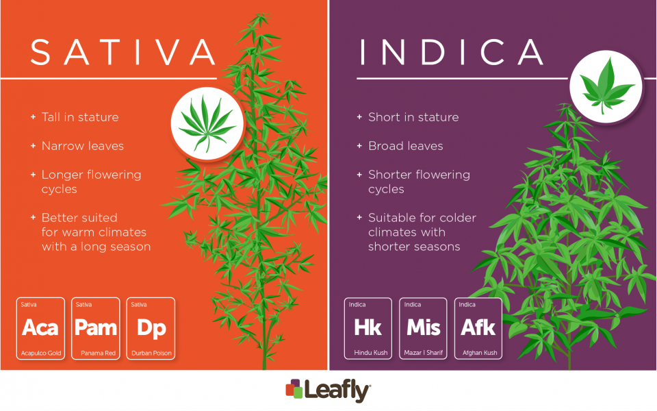 indica vs sativa chart the flower shop leafly