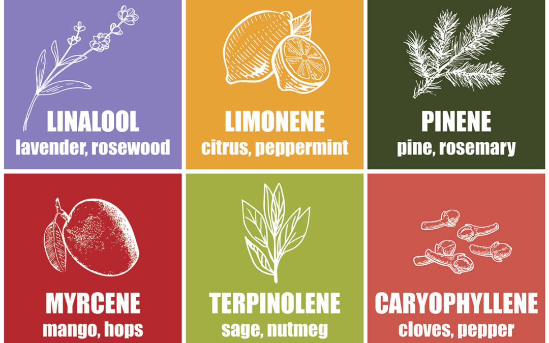 Terpenes 101: All About Terps!