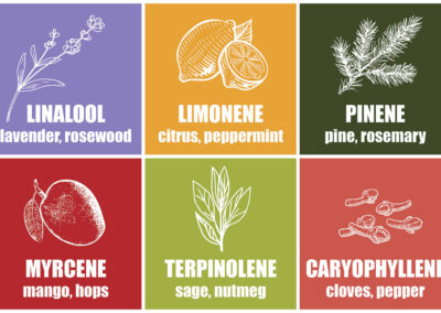 Terpenes 101: All About Terps!